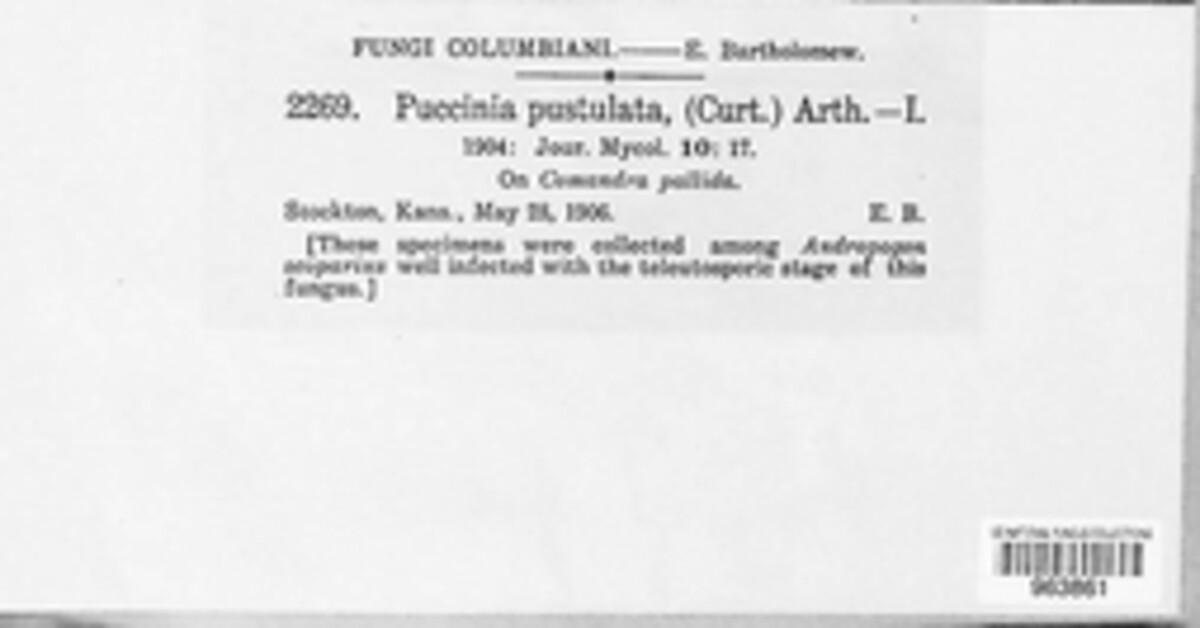 Puccinia pustulata image
